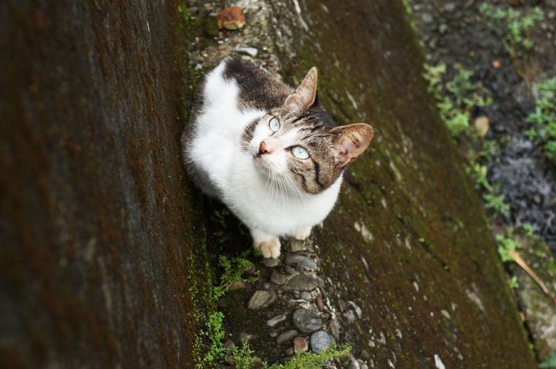 基隆瑞芳猴硐貓咪村 超多可愛貓咪的愛心聚集地