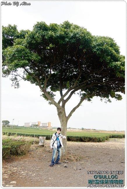 【濟州島景點】OSULLOC 雪綠茶博物館-李敏鎬潤娥innisfree廣告景點