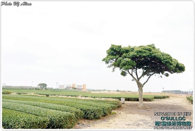 【濟州島景點】OSULLOC 雪綠茶博物館-李敏鎬潤娥innisfree廣告景點