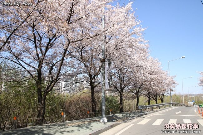 首爾汝矣島櫻花季-國會議事堂輪中路的櫻花道