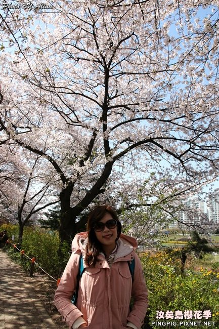 首爾汝矣島櫻花季-國會議事堂輪中路的櫻花道