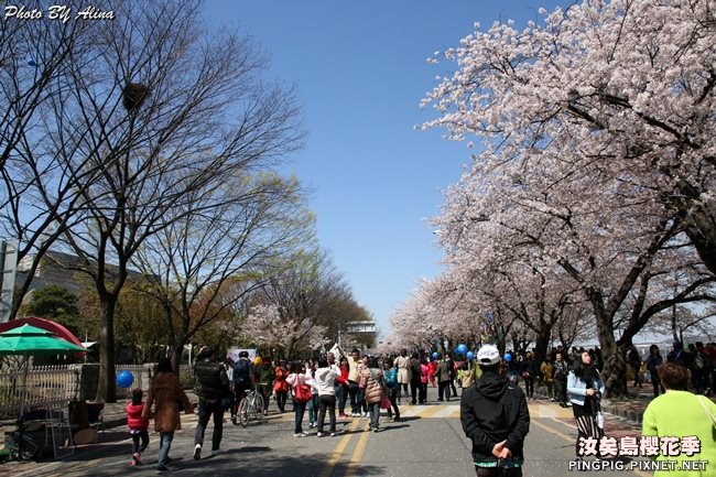 首爾汝矣島櫻花季-國會議事堂輪中路的櫻花道