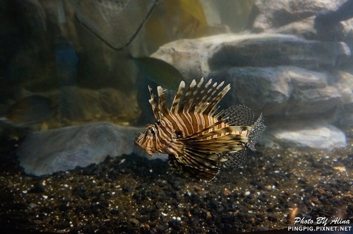 濟洲水上星球水族館