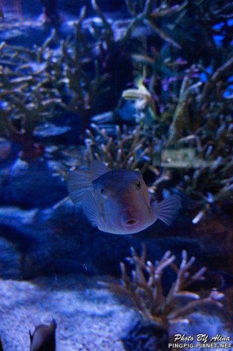 濟洲水上星球水族館