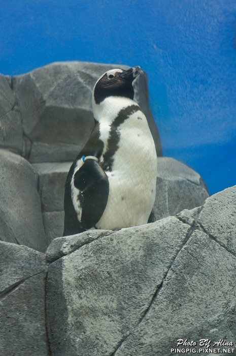 【濟州島景點】濟洲水上星球水族館 Aqua Planet JEJU 아쿠아플라넷