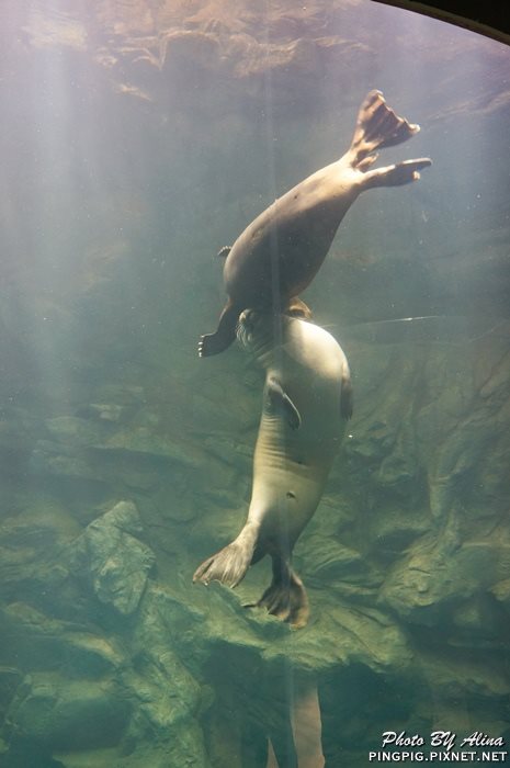 【濟州島景點】濟洲水上星球水族館 Aqua Planet JEJU 아쿠아플라넷