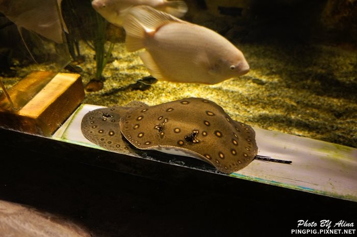 濟洲水上星球水族館