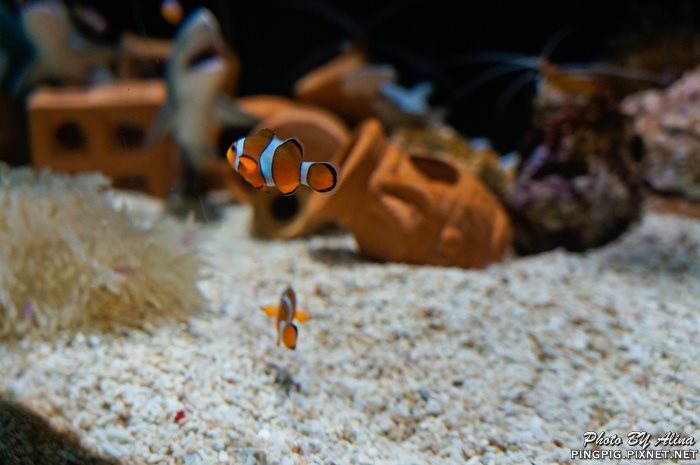 濟洲水上星球水族館