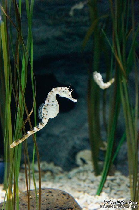 【濟州島景點】濟洲水上星球水族館 Aqua Planet JEJU 아쿠아플라넷