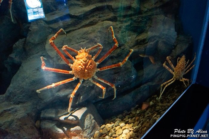 【濟州島景點】濟洲水上星球水族館 Aqua Planet JEJU 아쿠아플라넷