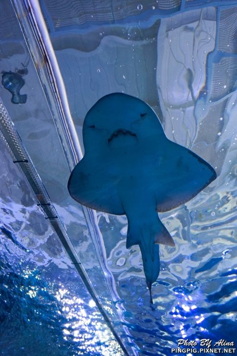 【濟州島景點】濟洲水上星球水族館 Aqua Planet JEJU 아쿠아플라넷