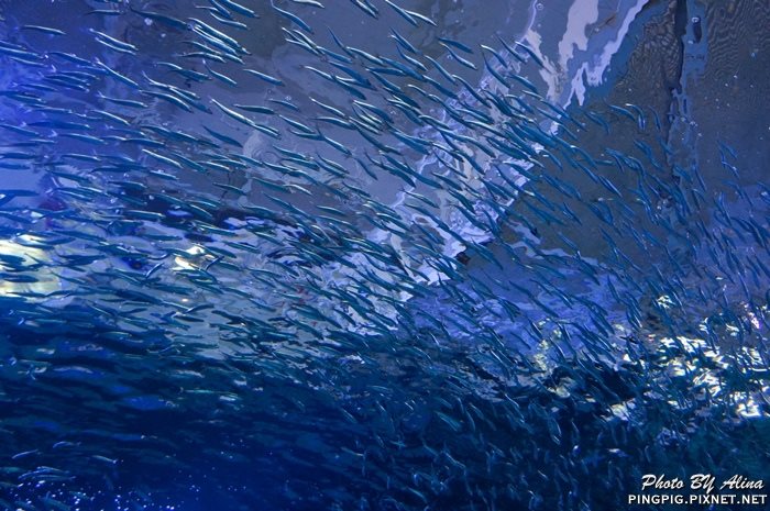 濟洲水上星球水族館