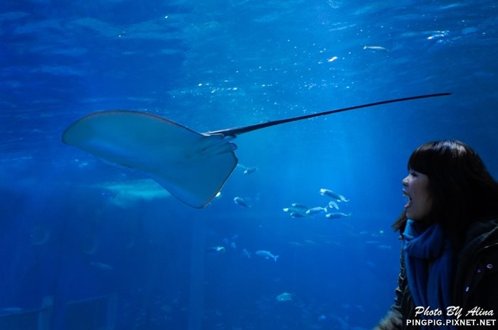 濟洲水上星球水族館