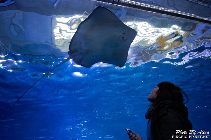 濟洲水上星球水族館