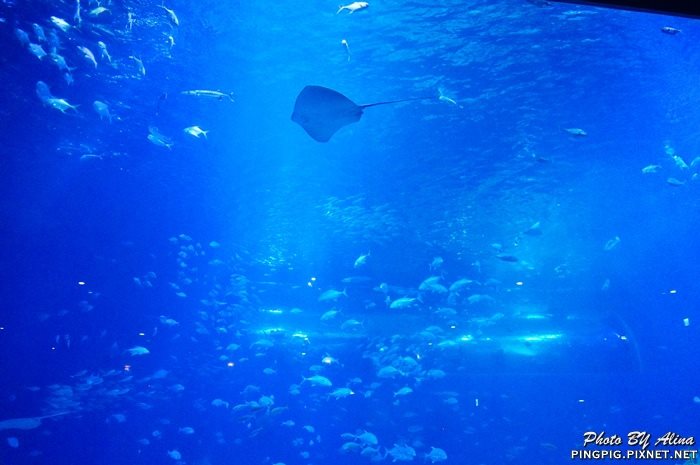 濟洲水上星球水族館