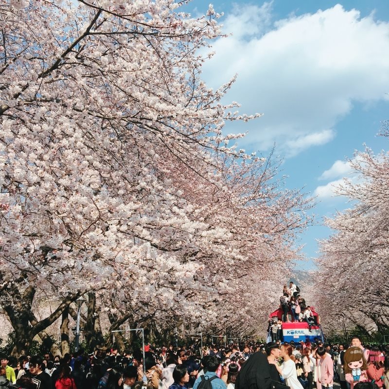 釜山賞櫻一日遊