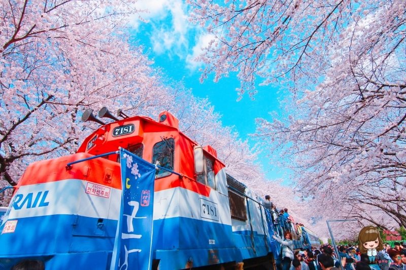 釜山賞櫻一日遊