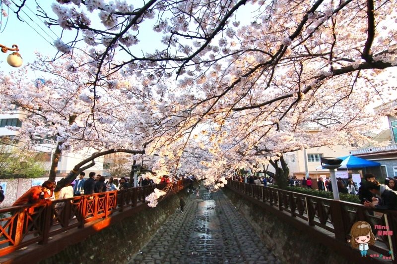 釜山櫻花一日遊