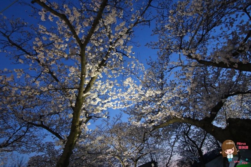 釜山櫻花一日遊