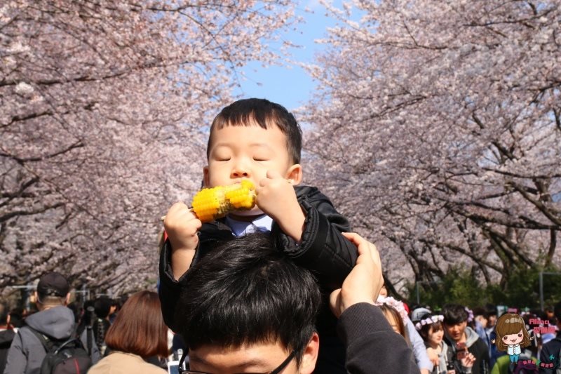 釜山賞櫻一日遊