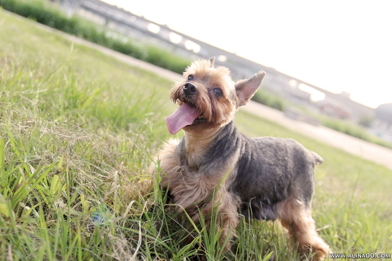 【狗狗日記】瑞比特寵物攝影 紀錄狗兒子 Milugu 米嚕咕 陪伴我們的第10年 @Alina愛琳娜 嗑美食瘋旅遊
