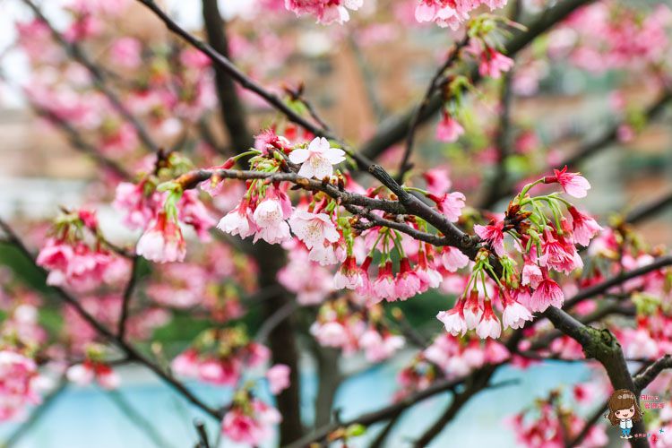 台北賞櫻景點 東湖櫻花林 樂活公園 內湖日夜櫻季 感受粉嫩櫻花的美