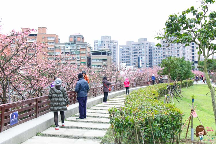 東湖櫻花林 樂活公園 內湖日夜櫻季 感受粉嫩櫻花的美
