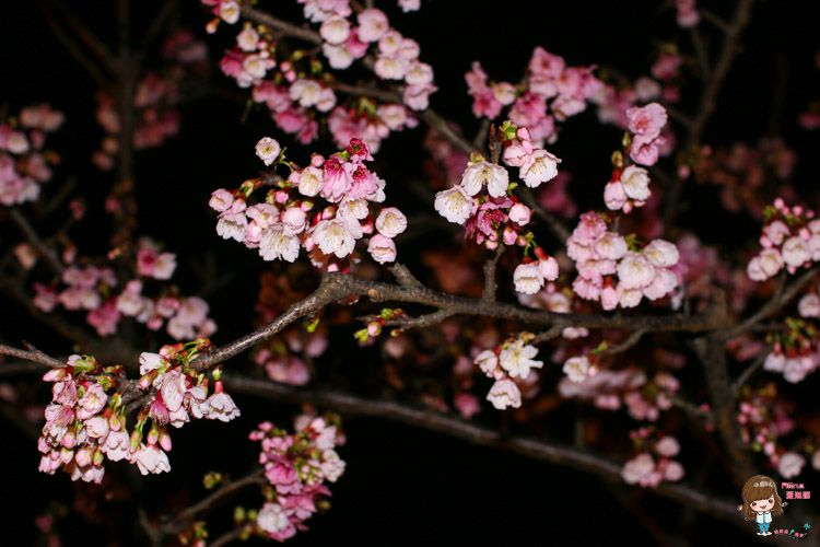 台北賞櫻景點 東湖櫻花林 樂活公園 內湖日夜櫻季 感受粉嫩櫻花的美