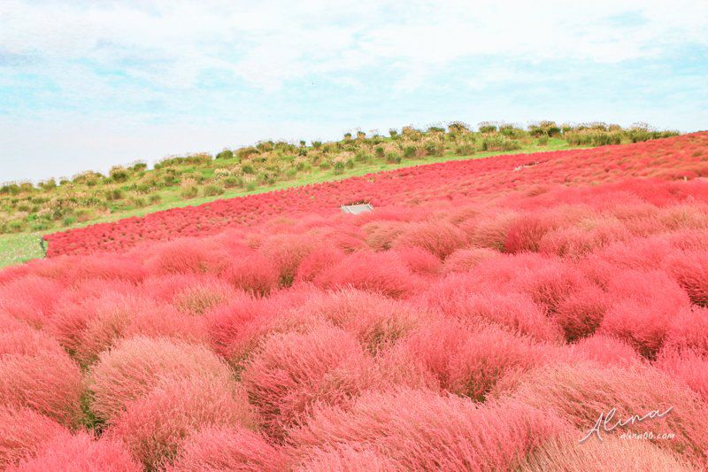 日本秋天景點 紅色掃帚草