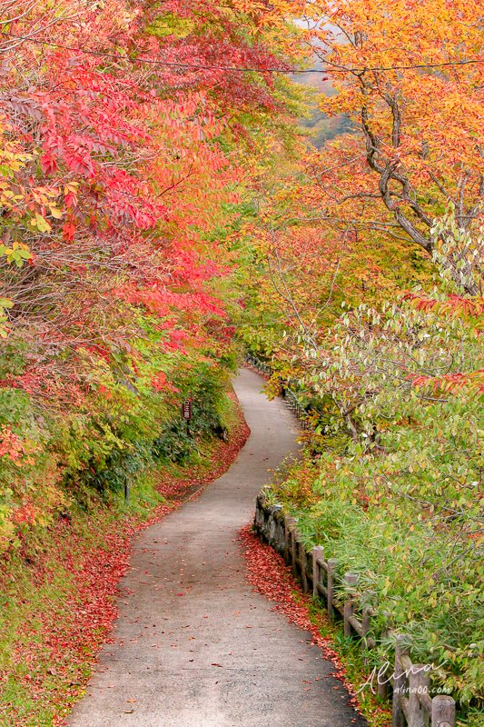 關東景點 日光國立公園 楓葉林蔭道