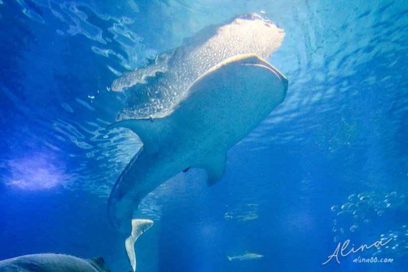 海遊館 鯨鯊