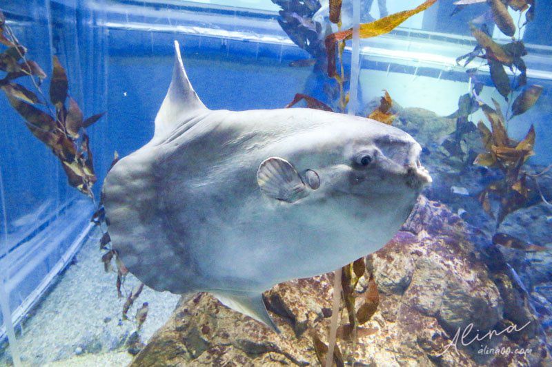 大阪景點 大阪海遊館 可愛好玩的海洋水族館 海豹超療癒 Alina 愛琳娜嗑美食瘋旅遊