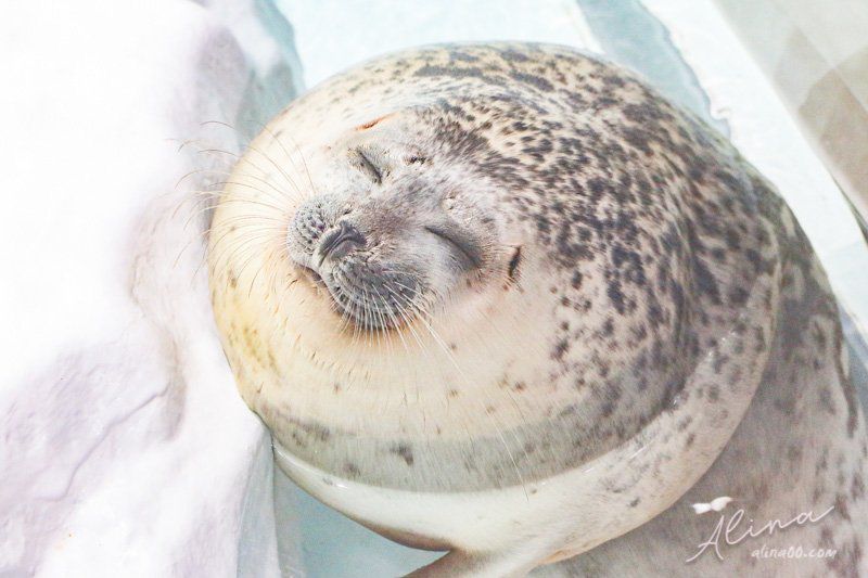 大阪海遊館 海豹