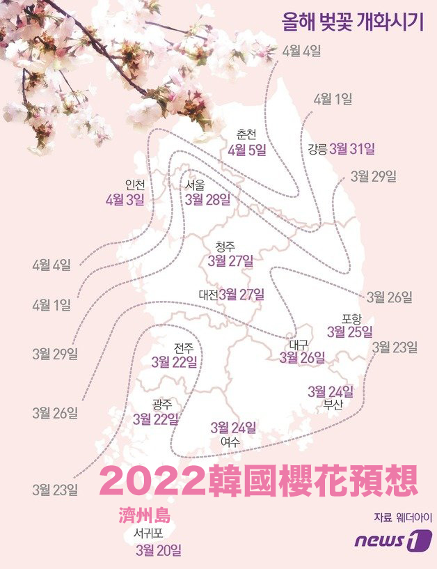 2022韓國櫻花開花