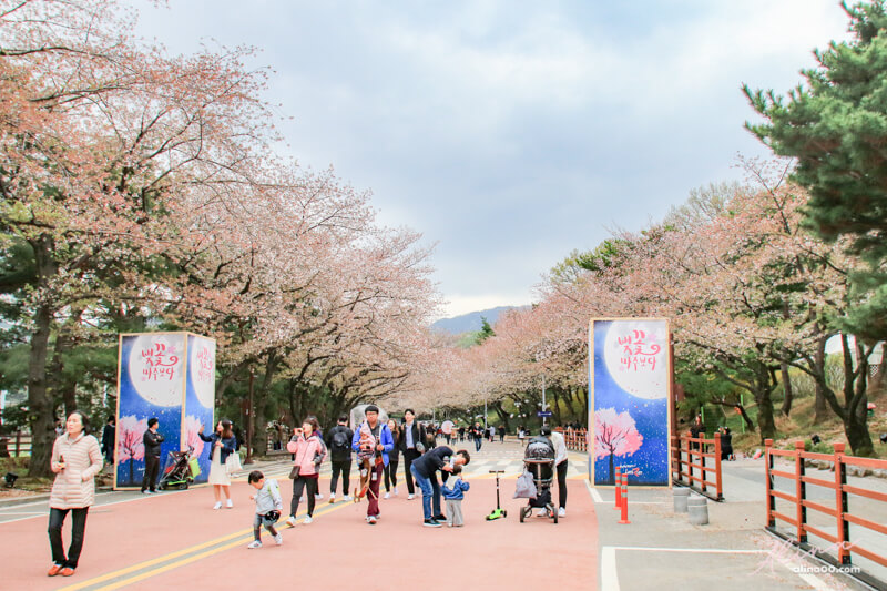 賽馬公園櫻花