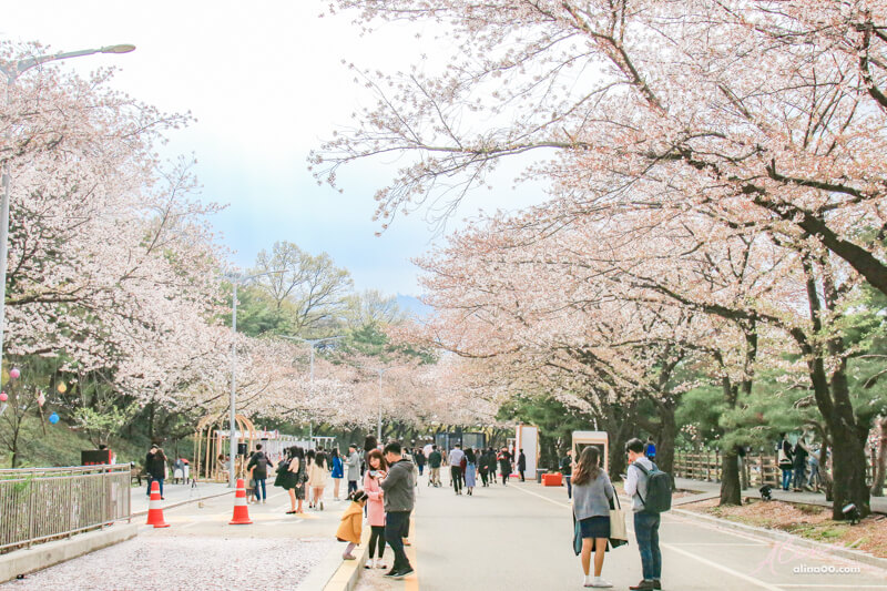 韓國京畿道櫻花景點 賽馬公園