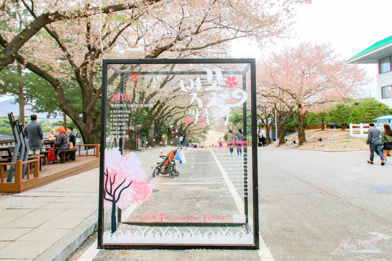 賽馬公園櫻花節拍照景點