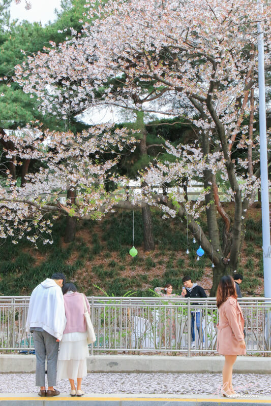 韓國首爾櫻花景點