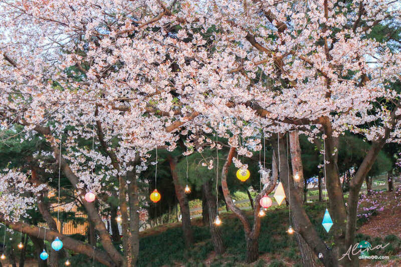 賽馬公園夜櫻節