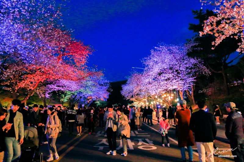 賽馬公園夜櫻節