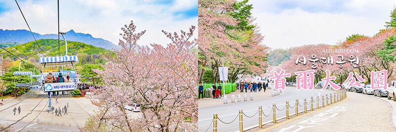 首爾櫻花景點 首爾大公園