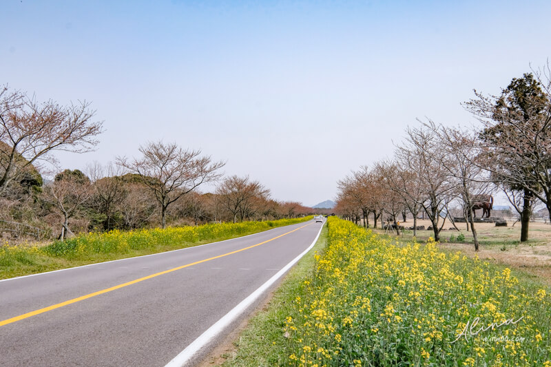 濟州島櫻花一日遊