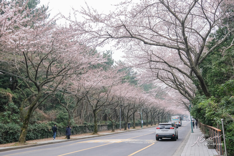 濟州島櫻花一日遊 濟州大學櫻花路