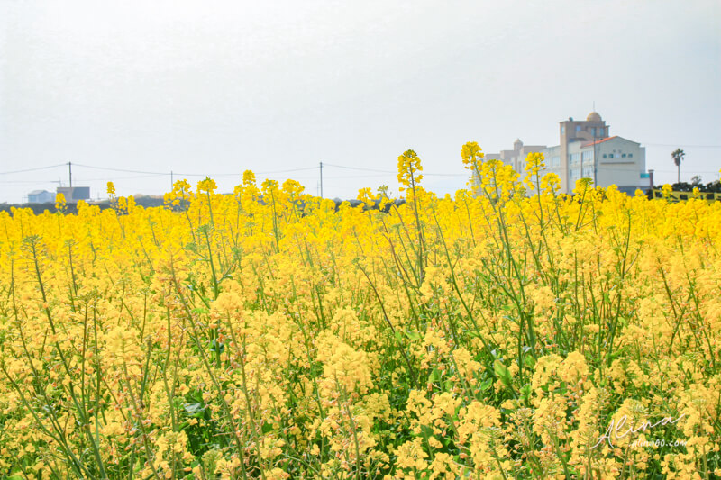 濟州島油菜花