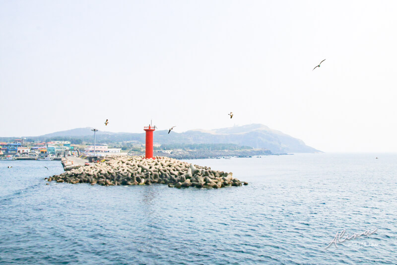 濟州島櫻花一日遊 牛島