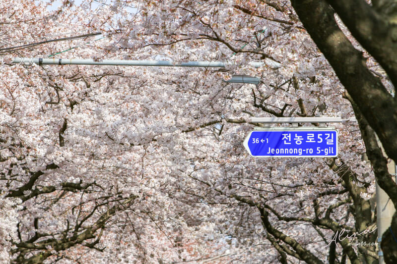 濟州島櫻花