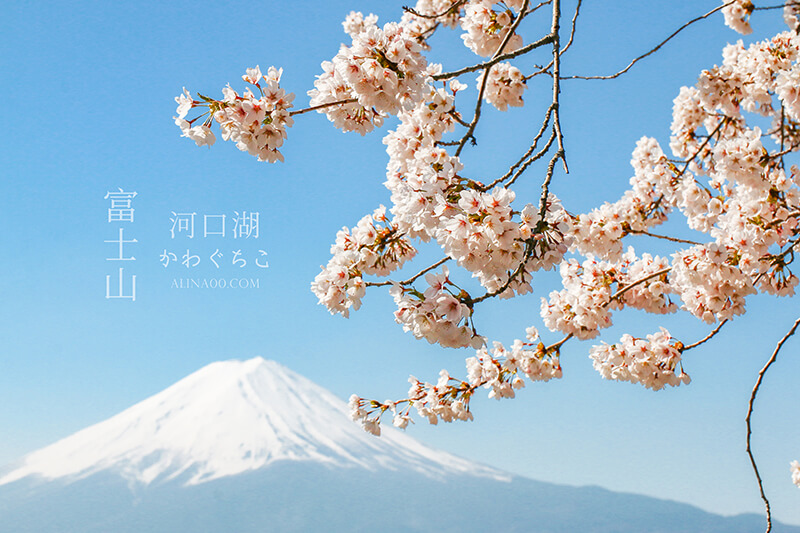 河口湖 富士山櫻花