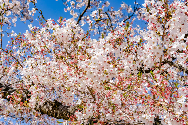 京都櫻花景點