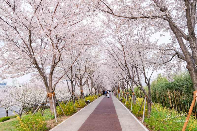 大渚生態公園櫻花