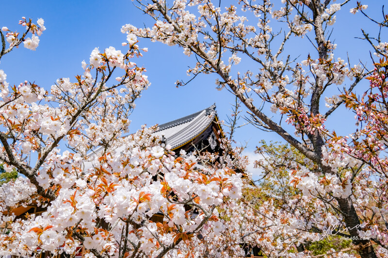 京都櫻花景點一日遊